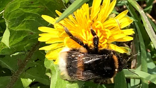Hummelbrummen - eine Hommage an die Hummel