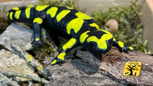Reizklima Eifel: Feuersalamander in der Biologischen Station im Kreis Euskirchen
