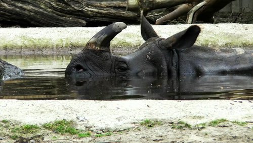 Hortus Dialogus: Das Nashorn